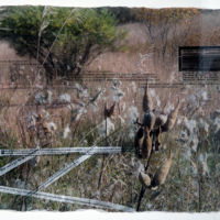 Tracks and Traces (Monarch text, Mariposa Monarca) acrylic photo transfer, Plexiglas, 14 x 18.5 in.