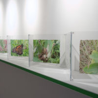 Observances, Following the Path accordion book, acrylic photo transfer, Plexiglas, 12 in. x 16 ft.