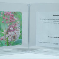 Observances, Following the Path, Assimilate acrylic photo transfer, 12 x 30 in.