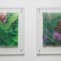 Count Encounter, diptych acrylic photo transfer, Plexiglas, 11 x 30 in.