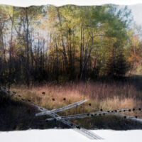 Tracks and Traces (racoon, red fox) acrylic photo transfer, Plexiglas, 14 x 18.5 in.