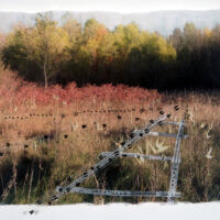 Tracks and Traces (coyote, deer) acrylic photo transfer, Plexiglas, 14 x 18.5 in.