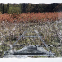 Tracks and Traces (racoon, skunk) acrylic photo transfer, Plexiglas, 14 x 18.5 in.