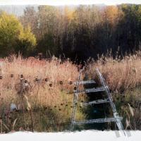 Tracks and Traces (deer, domestic dog) acrylic photo transfer, Plexiglas, 14 x 18.5 in.