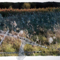 Tracks and Traces (squirrel, red fox, diagram) acrylic photo transfer, Plexiglas, 14 x 18.5 in.